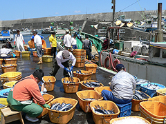 東京湾の漁業