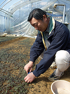 紫芽を刈り込む荒堀さん 紫芽を刈り込む荒堀さん