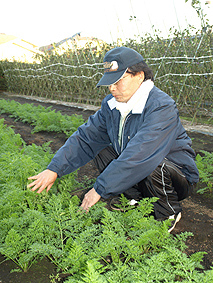 井上さんが今年初めて栽培した馬込三寸人参の畑