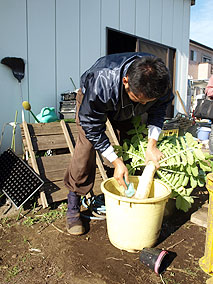 収穫した大蔵大根を１本１本手で洗い泥を落としていく。冬場にはつらい作業だ