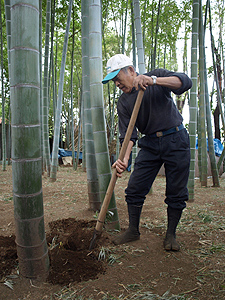 鈴木さん宅の竹林でたけのこを掘る