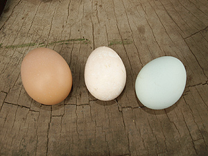 左からボリスブラウン、東京うこっけい、アローカナの卵。吉岡さん宅の卵はすべて有精卵