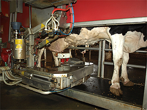 瑞穂町の清水さんの牧場で行なわれているコンピューター管理のロボット式搾乳システム