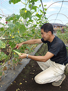 国分寺「中村農園」では「馬込半白きゅうり」を栽培