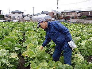 下山千歳白菜を生産