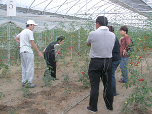 『共生を考える会』により立ち上げられた農業事業（福島県いわき市での有機野菜栽培の様子）