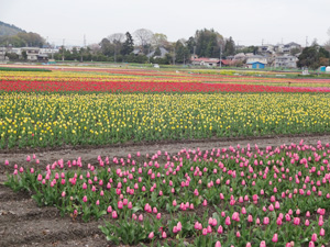 羽村市の「チューリップまつり」