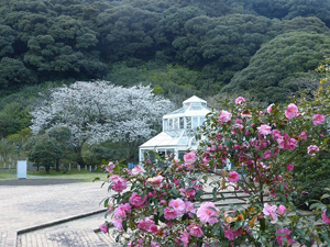 写真６　大島公園椿園の椿と温室と大島桜