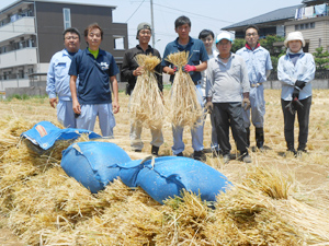 試験的に栽培した大麦が立派に育ち５月に７０kgが収穫できた。