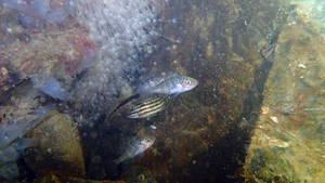 メバルの稚魚とシマイサキの稚魚