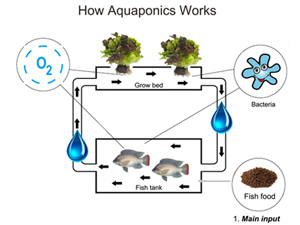 「アクアポニックス」の循環システムのイメージ。水耕栽培と魚の養殖を制御しながら循環させることで、最適な水質を維持できる（提供：ホリマサシティファーム）