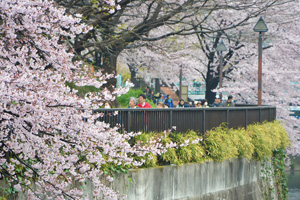 桜を愛でながら歩こう