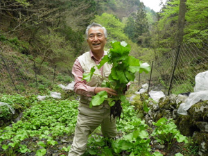 江戸東京野菜コンシェルジュ協会が主催する収穫体験で奥多摩わさびを収穫