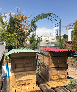 都会は農薬散布がほとんどされないので無農薬のハチミツが採れるという