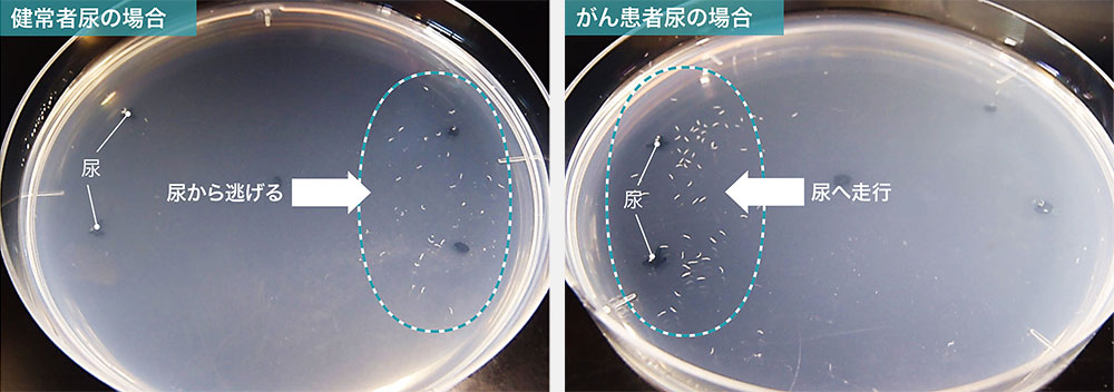 線虫の体長は約１ミリ。線虫は健常者の尿からは離れ、がん患者の尿には近づく