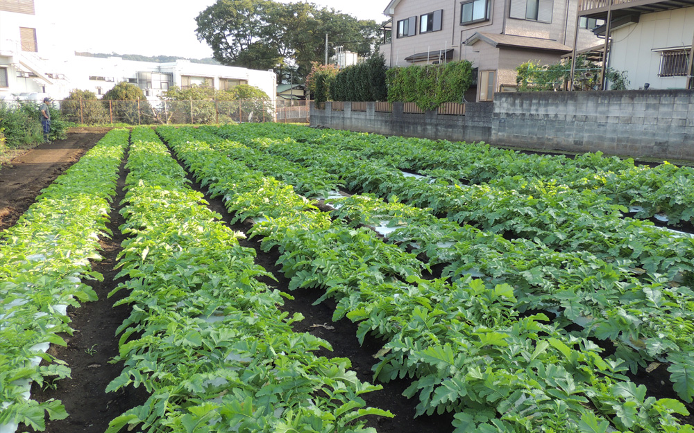 住宅地の中に残る貴重な農地