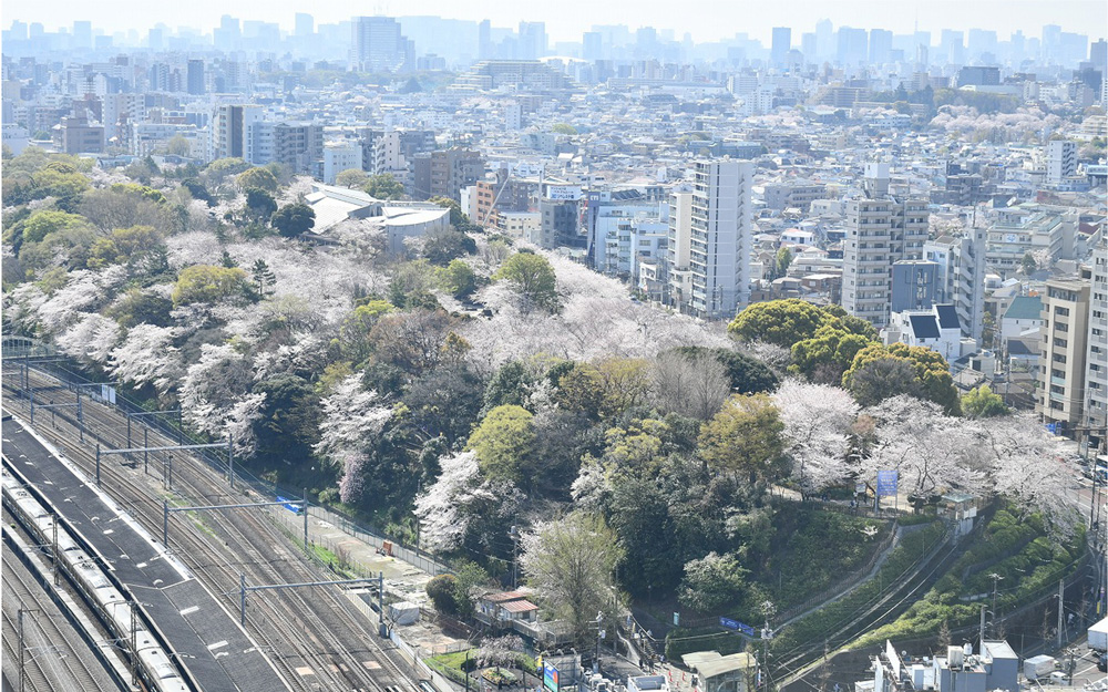 王子駅前に広がる飛鳥山公園。八代将軍吉宗が江戸庶民の行楽のために桜を植樹し開放した、いわば日本初の公園