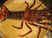 小笠原で漁獲される「カノコイセエビ」という種類で、3kgを超えるものもある大型の伊勢海老。1.5〜2kg程のものが多く漁獲されている。 味も良く、見栄えが豪華なので中華料理で使われることも多い。