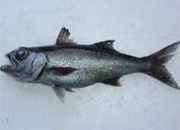 底魚一本釣り漁法で漁獲され、特に神津島でたくさん獲れる。上下のアゴに生え揃った歯はきわめて鋭い。冬から春にかけてが旬で、刺身の他、煮物、鍋物にしてもおいしい高級魚。