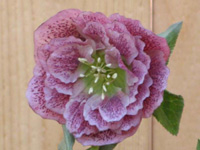 クリスマスローズの花言葉/いたわり、私の心を求めて