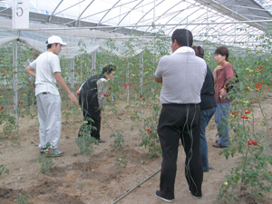 『共生を考える会』により立ち上げられた農業事業(福島県いわき市での有機野菜栽培の様子)