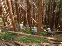 植栽木の本数密度の調整のため間引きをし、みんなで協力して倒す