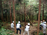 植栽木の本数密度の調整のため間引きをし、みんなで協力して倒す