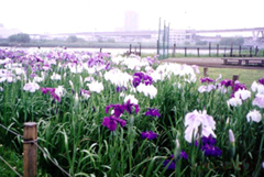 堀切水辺公園の菖蒲田