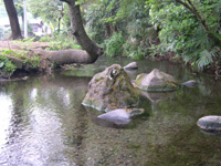 沢頭流湧水(南沢緑地保全地域内)
